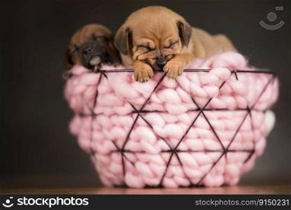 Sleeping dogs in a metal basket