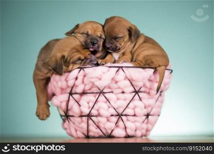 Sleeping dogs in a metal basket