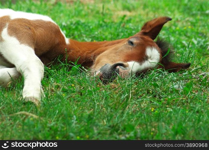 Sleeping foal. Nature composition.
