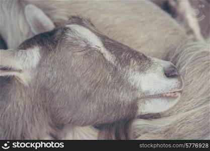 Sleeping goat
