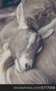 Sleeping goat