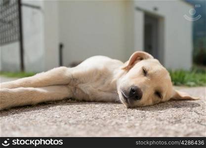 Sleeping Golden Retriever puppy, seen in Greece.