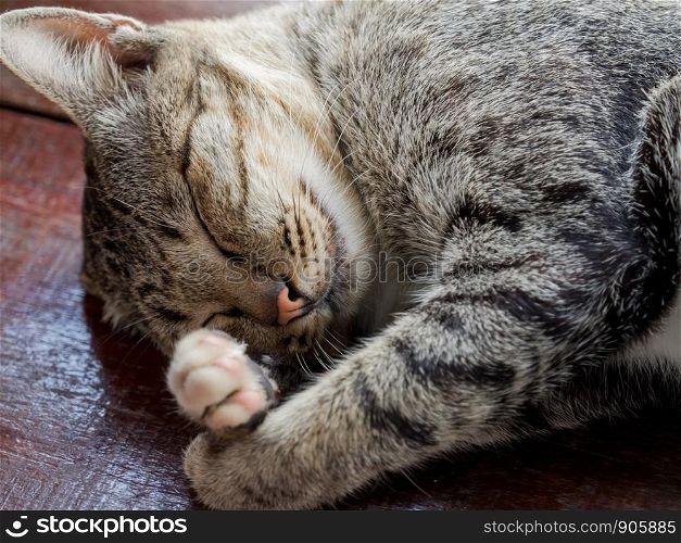 Sleeping grey cat on wooden floor.