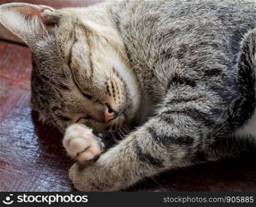 Sleeping grey cat on wooden floor.