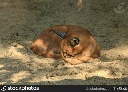 Sleeping in the sand caracal. (Caracal caracal)