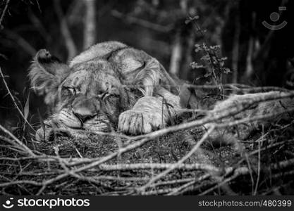 Sleeping Lion cub black and white in the Kruger National Park, South Africa.