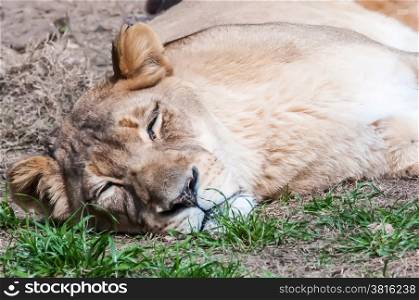 sleeping lioness on a lawn at the zoo