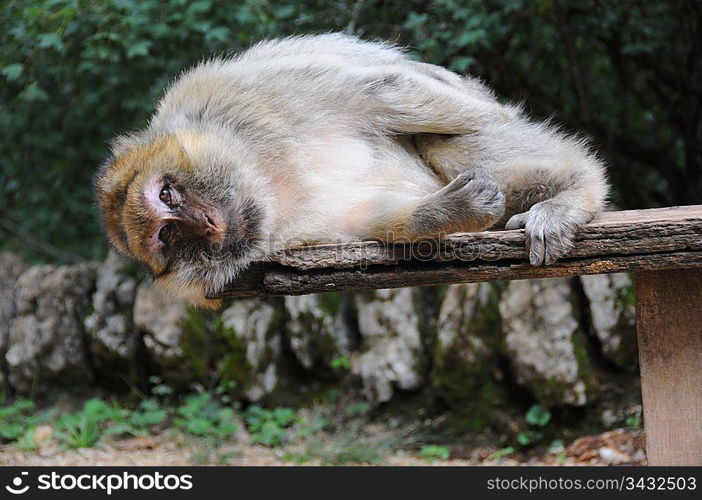 Sleeping monkey