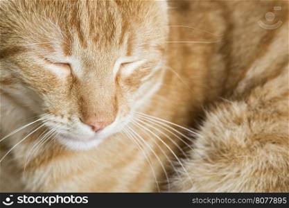 Sleeping orange cat. Close up shot