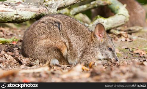 Sleeping parma wallaby in a dutch zoo