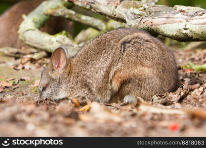 Sleeping parma wallaby in a dutch zoo