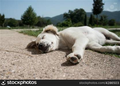 Sleeping puppy, seen in sumertime northen Greece.