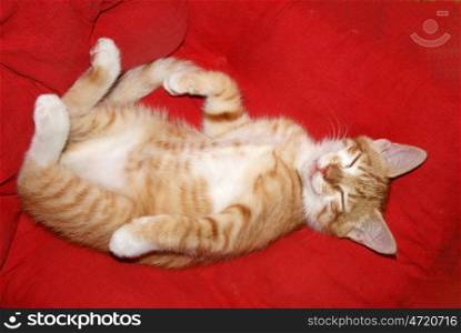 Sleeping red kitten on red background