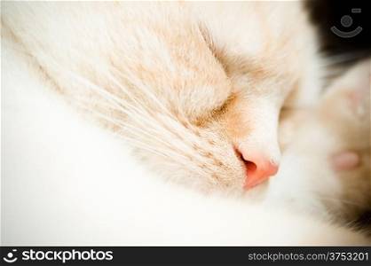 sleeping white cat with a pink nose closeup