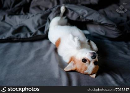 Sleepy Cute Chihuahua dog lying with turning face up under blanket in bed