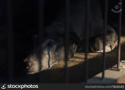 Sleepy dog with contrast of sunlight