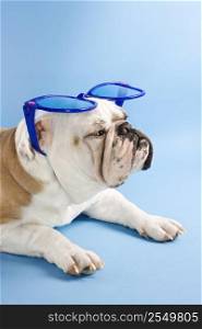 Sleepy English Bulldog sitting on blue background wearing oversized blue sunglasses.