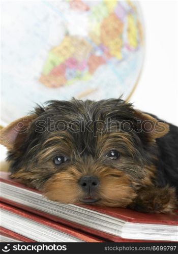 Sleepy Yorkie Resting On Geography Textbooks
