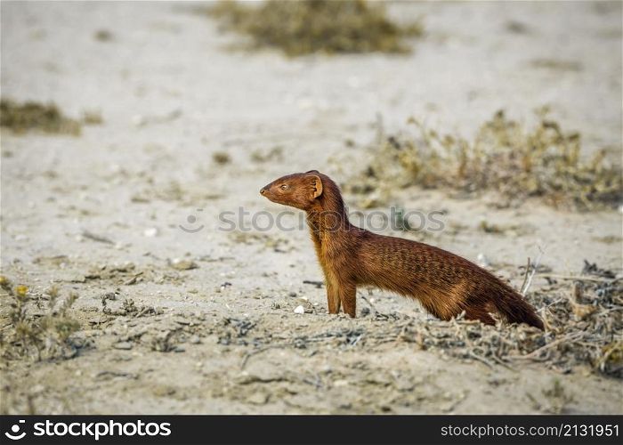 Slender mongoose out of den in dry land in Kgalagadi transfrontier park, South Africa; specie Galerella sanguinea family of Herpestidae. Slender mongoose in Kgalagadi transfrontier park, South Africa