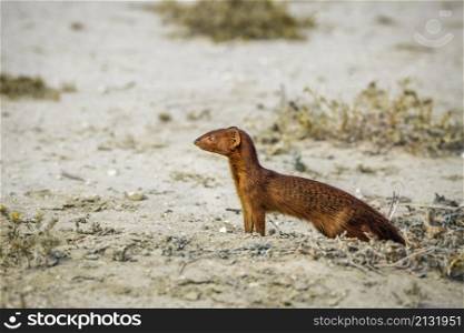 Slender mongoose out of den in dry land in Kgalagadi transfrontier park, South Africa; specie Galerella sanguinea family of Herpestidae. Slender mongoose in Kgalagadi transfrontier park, South Africa