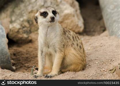 Slender-tailed Meerkat lay on the sandy ground. To examine and smell, Meerkat did not like being stationary. Loves to stand upright