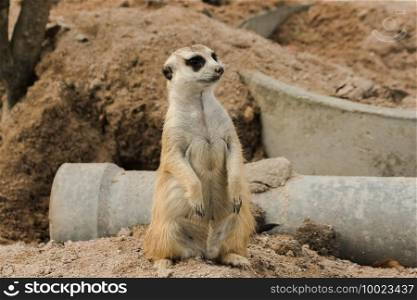Slender-tailed Meerkat lay on the sandy ground. To examine and smell, Meerkat did not like being stationary. Loves to stand upright