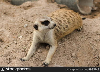 Slender-tailed Meerkat lay on the sandy ground. To examine and smell, Meerkat did not like being stationary. Loves to stand upright