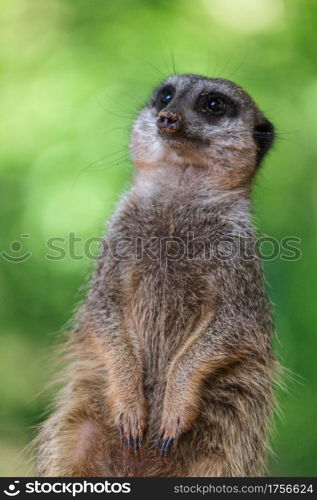 Slender-tailed Meerkat (Suricatta suricatta)