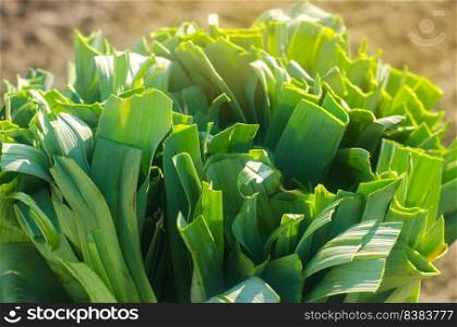 Sliced cut green fresh leek leaves. Preparation yield harvest for sale on agricultural farming market. Freshly picked. Agribusiness. Agro industry. Growing Organic Vegetables