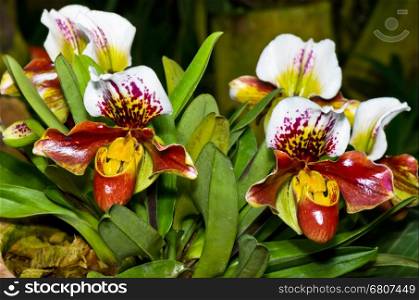 Slipper Orchid ( Paphiopedilum ) , Flora with flowers shaped exotic and rare.