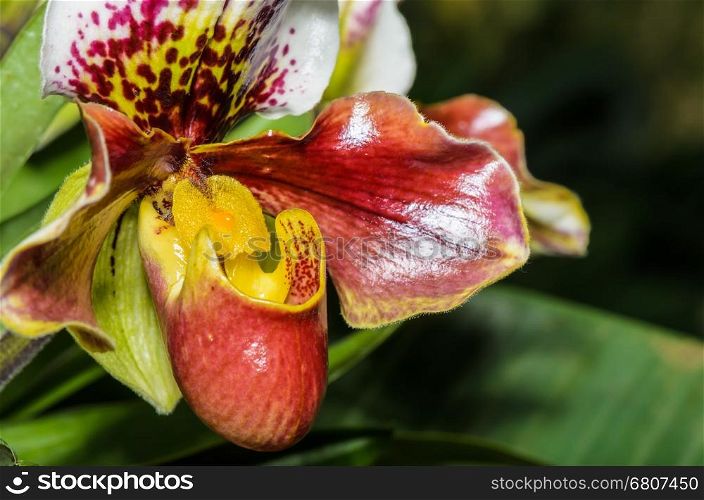 Slipper Orchid ( Paphiopedilum ) , Flora with flowers shaped exotic and rare.