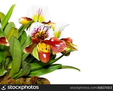 Slipper Orchid ( Paphiopedilum ) , Flora with flowers shaped exotic and rare on white background