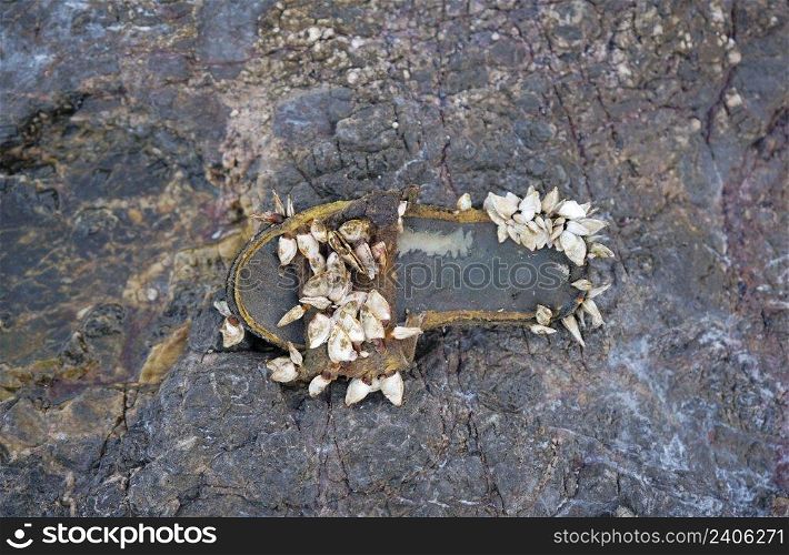 Slipper shoe covered with sea barnacles on the rock