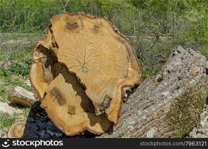 Slit wood trunk, Zavet town, Bulgaria
