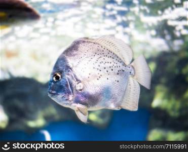 Sliver Sicklefish