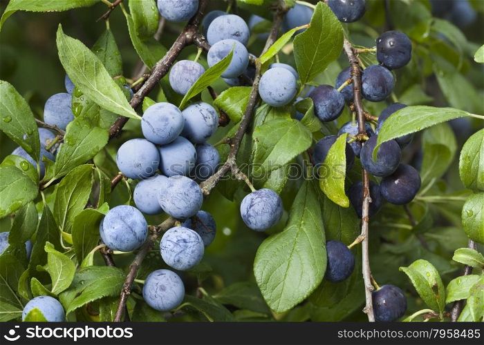 Sloe Fruit at Blackthorn Tree