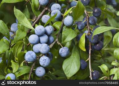 Sloe Fruit at Blackthorn Tree