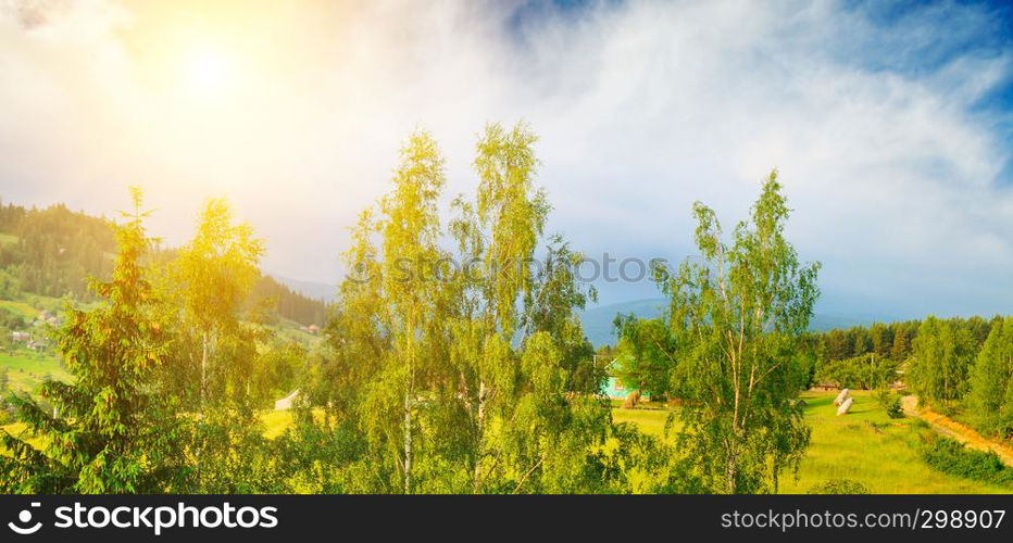 Slopes of the mountains, beautiful spruce and a bright sunset. Location place Carpathian, Ukraine, Europe. Wide photo.