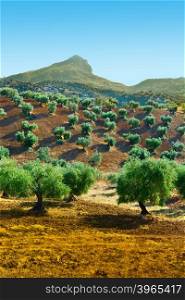 Sloping Hills of Spain with Olive Trees in the Autumn