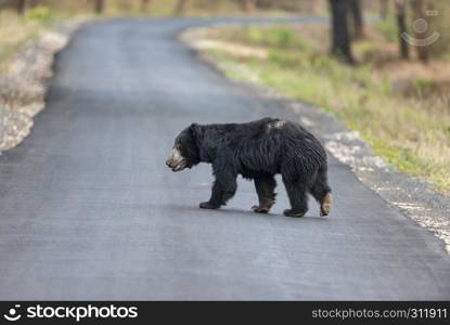 Sloth bear crossing highway near Chandrapur, Tadoba, Maharashtra, India.. Sloth bear crossing highway near Chandrapur, Tadoba, Maharashtra, India