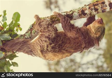 Sloth. The sloth on the tree in Costa Rica, Central America