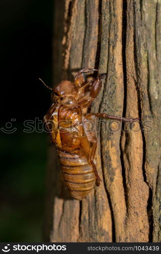 Slough cicada