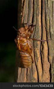Slough cicada