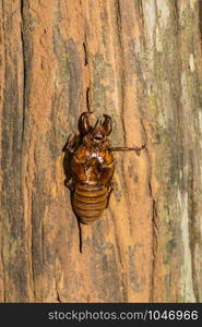 Slough cicada