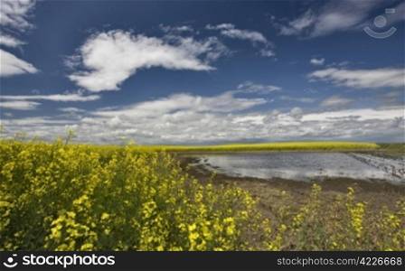 Slough pond and crop Saskatchewan Canada