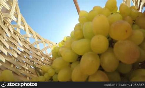 Slow Motion: Female gardener placing seedless kishmish white grapes bunch inside basket
