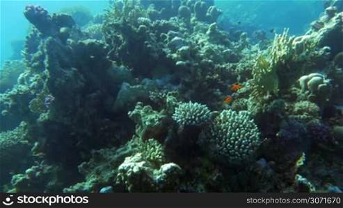 Slow motion of big coral reef with different fish swimming there. Beauty of deep undersea world