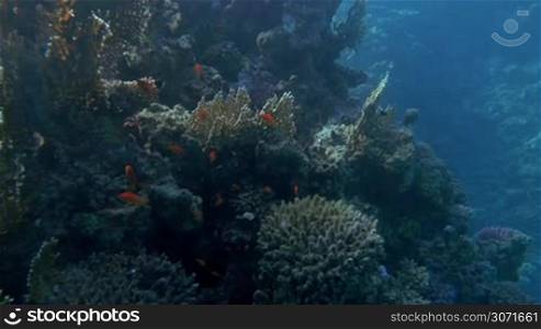 Slow motion of swimming near the big coral reef and small orange fish swimming there