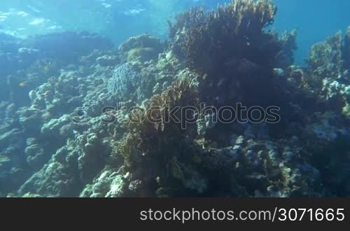 Slow motion shot of a coral reef situated near the water surface. It&acute;s lit with sun shining through the water.