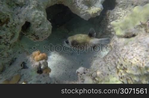 Slow motion shot of one exotic fish floating through the big coral reef.